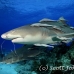 shark_lemon_ft_lbb_h_3814_bah4488.jpg